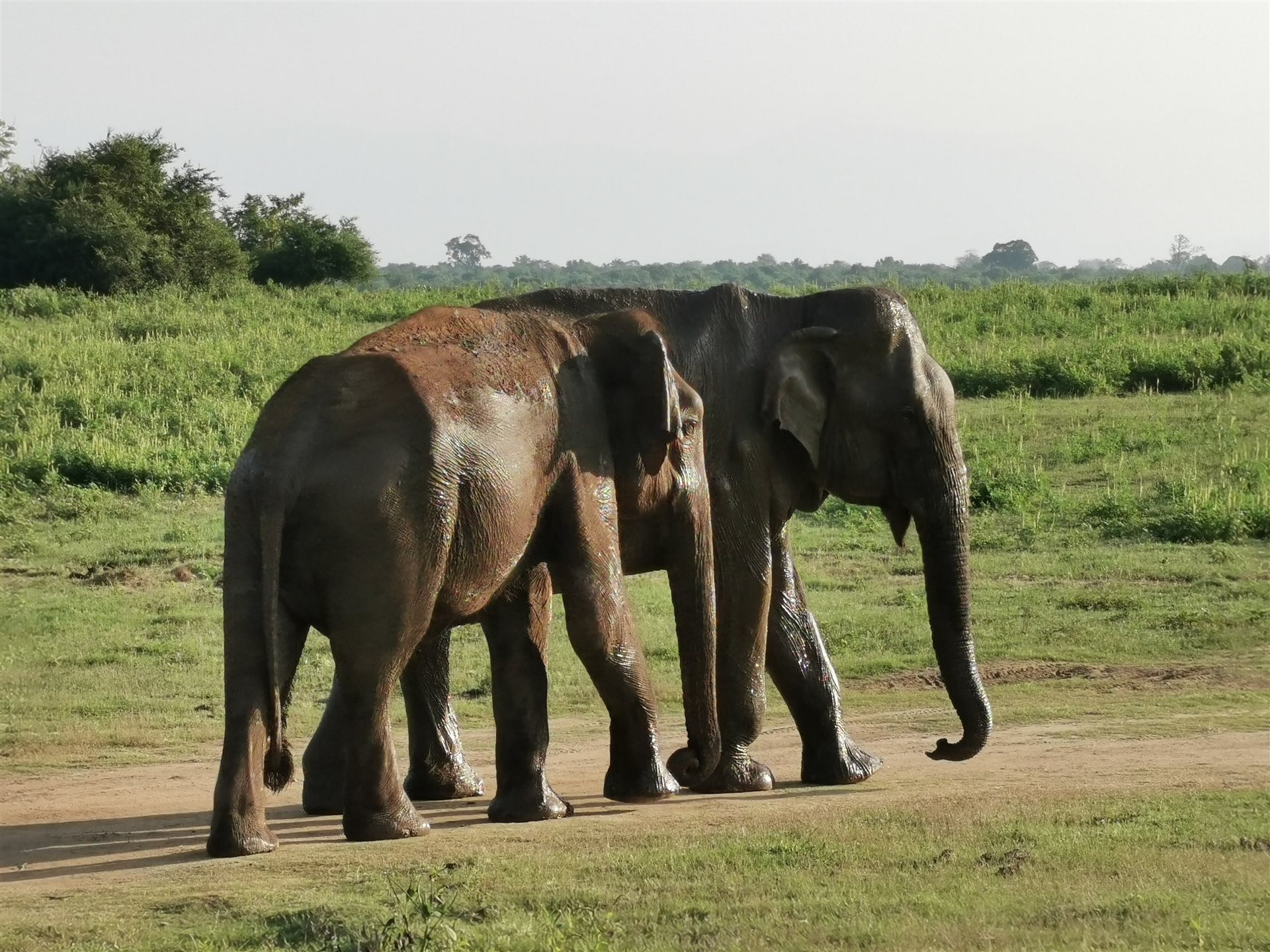 Sri Lanka – Morgen